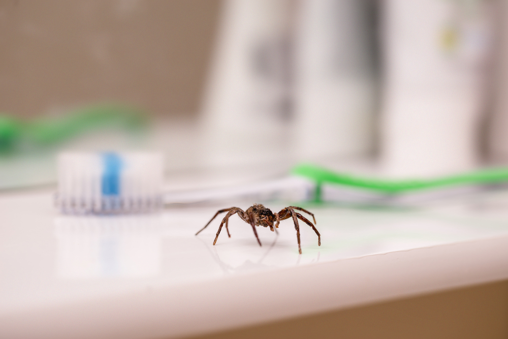 A close-up of a small spider on a bathroom counter with a green toothbrush and a blurry background.