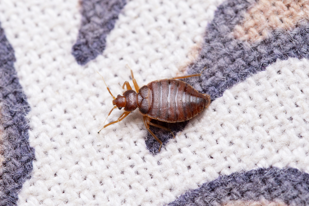 Close-up of a brown bed bug on patterned fabric, showing the insect’s segmented body and six legs.