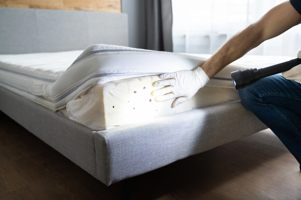 A person wearing gloves lifts a mattress cover with visible black spots while holding a flashlight, inspecting for possible bed bugs.