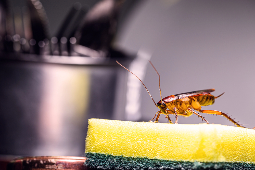 A cockroach stands on a yellow kitchen sponge with utensils blurred in the background.