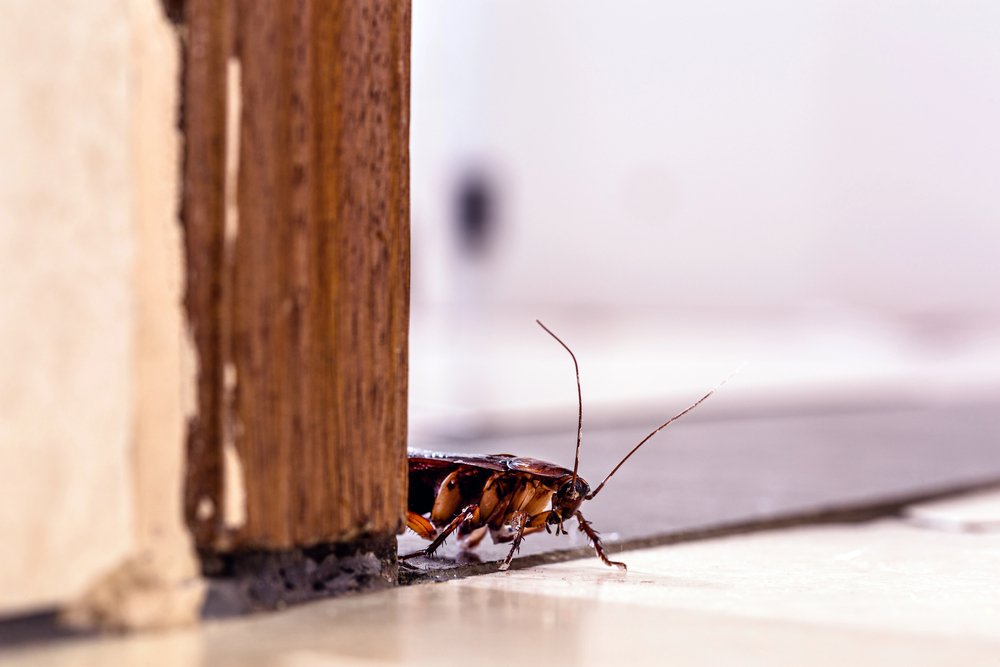 A cockroach crawling on a tiled floor near the edge of a wooden door frame.