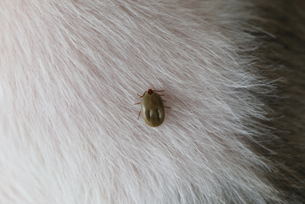 A tick attached to the skin of an animal with light-colored fur.