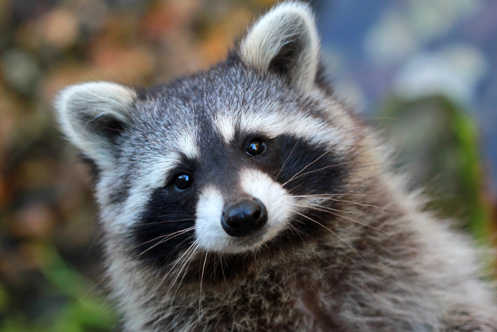 A close-up of a raccoon with a slightly tilted head, showing its distinctive black and white facial markings and fluffy fur.